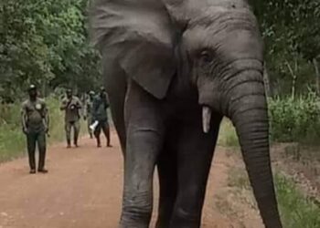 Guiitry : Hamed capturé et conduit au Zoo d&rsquo;Abidjan