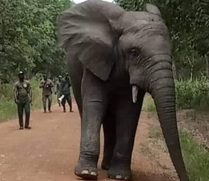Guiitry : Hamed capturé et conduit au Zoo d’Abidjan