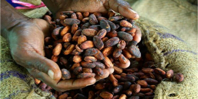Côte d’Ivoire : la Banque mondiale propose des pistes pour faire du Cacao un secteur plus inclusif et responsable