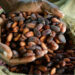 Côte d’Ivoire : la Banque mondiale propose des pistes pour faire du Cacao un secteur plus inclusif et responsable