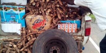 Abidjan : des médicaments prohibés disséminés dans un véhicule transportant du manioc saisis