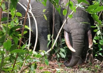 Côte d’Ivoire/Méagui : 3 Eléphants aperçus
