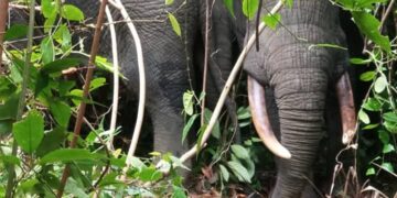 Côte d’Ivoire/Méagui : 3 Eléphants aperçus