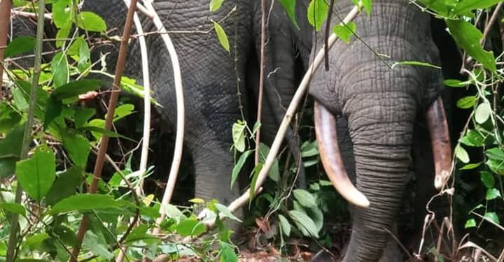 Côte d’Ivoire/Méagui : 3 Eléphants aperçus