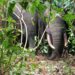 Côte d’Ivoire/Méagui : 3 Eléphants aperçus