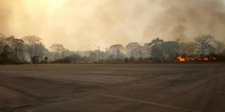 Sakassou : la forêt sacrée ravagée par un incendie