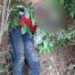 Côte d’Ivoire: Un coupeur de route abattu à Blolequin