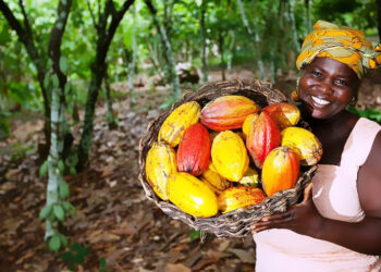 Cacao ivoirien : 6 milliards de FCFA pour recenser les vergers et les producteurs