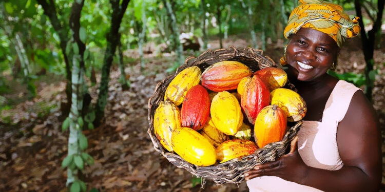 Cacao ivoirien : 6 milliards de FCFA pour recenser les vergers et les producteurs