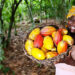 Cacao ivoirien : 6 milliards de FCFA pour recenser les vergers et les producteurs