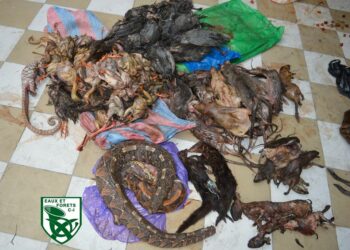 Quels liens entre le coronavirus et consommation de viande de brousse ? 