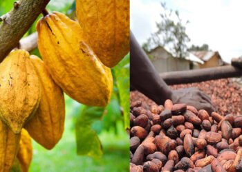 Côte d’Ivoire : Malgré la chute des cours mondiaux, le pays reconduit le prix bord champ du cacao
