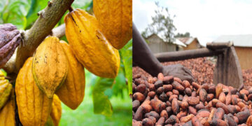 Côte d&rsquo;Ivoire : Malgré la chute des cours mondiaux, le pays reconduit le prix bord champ du cacao