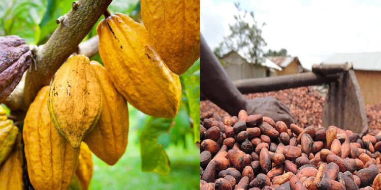 Côte d’Ivoire : Malgré la chute des cours mondiaux, le pays reconduit le prix bord champ du cacao