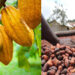 Côte d’Ivoire : Malgré la chute des cours mondiaux, le pays reconduit le prix bord champ du cacao