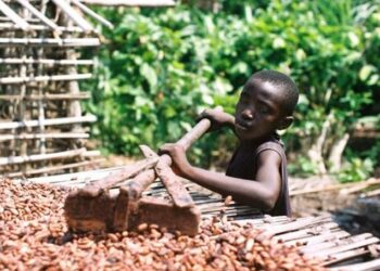 Travail des enfants dans la cacaoculture : Des ONG tirent la sonnette d’alarme