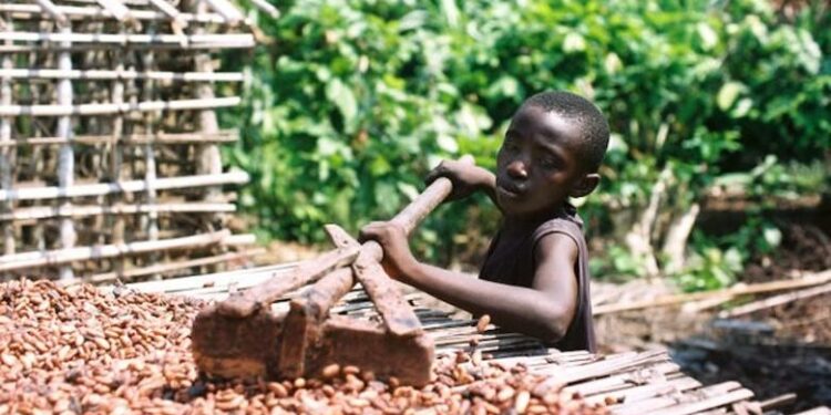 Travail des enfants dans la cacaoculture : Des ONG tirent la sonnette d’alarme