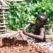 Travail des enfants dans la cacaoculture : Des ONG tirent la sonnette d’alarme