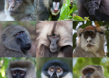 Interview/Prof Inza Koné tire la sonnette d’alarme: «Les primates sont menacés d’extinction» en Côte d’Ivoire