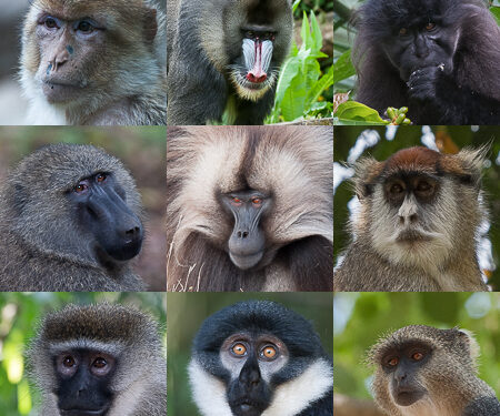 Interview/Prof Inza Koné tire la sonnette d’alarme: «Les primates sont menacés d’extinction» en Côte d’Ivoire