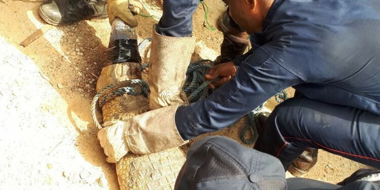 Abidjan: Un saurien en divagation au plateau capturé et relâché au Zoo