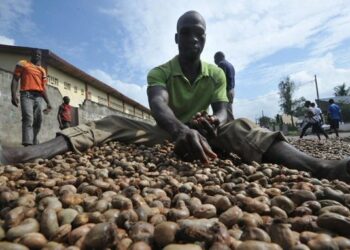 Côte d’Ivoire/contrebande de la noix de cajou: Plus de 17 milliards de FCFA de recettes fiscales perdues chaque année