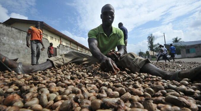 Côte d’Ivoire/contrebande de la noix de cajou: Plus de 17 milliards de FCFA de recettes fiscales perdues chaque année