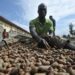 Côte d’Ivoire/contrebande de la noix de cajou: Plus de 17 milliards de FCFA de recettes fiscales perdues chaque année