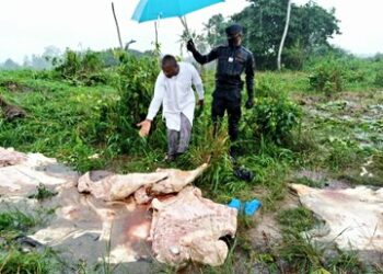 Yopougon : deux abattoirs clandestins découverts à PK 17