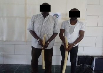 Côte d’Ivoire  Deux présumés trafiquants d’ivoires mis aux arrêts