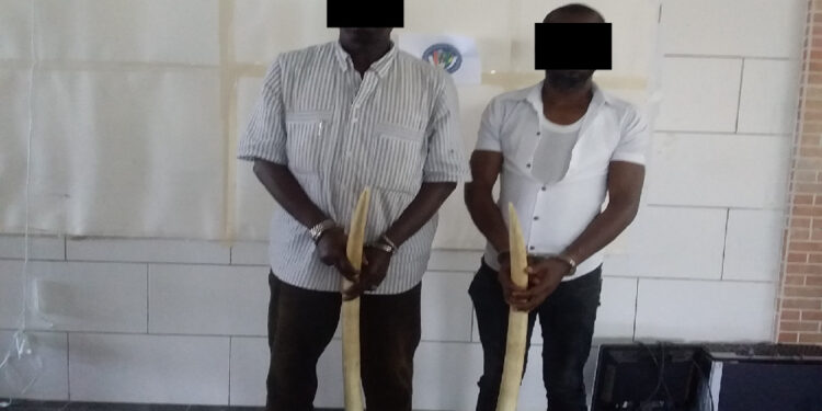 Côte d’Ivoire  Deux présumés trafiquants d’ivoires mis aux arrêts