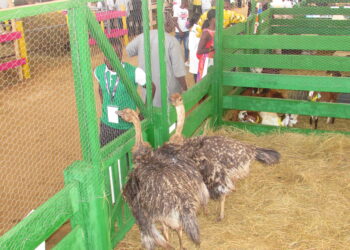 Côte d’Ivoire/SARA 2019 : Deux autruchons tiennent la vedette au salon