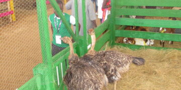 Côte d’Ivoire/SARA 2019 : Deux autruchons tiennent la vedette au salon