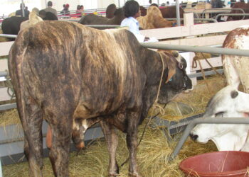 SARA 2019 : Noa, le bœuf qui suscite la curiosité