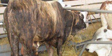 SARA 2019 : Noa, le bœuf qui suscite la curiosité