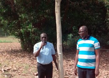 Côte d’Ivoire/Forêt classée de la Téné: l’arbre «Donwahi» a grandi