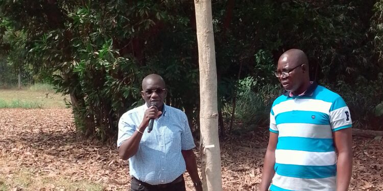 Côte d’Ivoire/Forêt classée de la Téné: l’arbre «Donwahi» a grandi