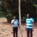 Côte d’Ivoire/Forêt classée de la Téné: l’arbre «Donwahi» a grandi
