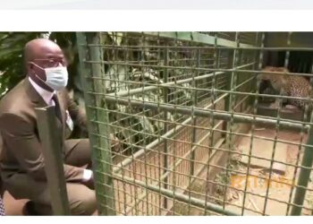 Zoo d’Abidjan : le ministre Alain Donwahi rassure sur la santé des animaux