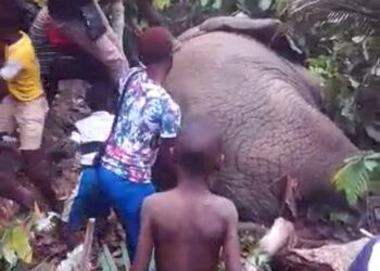 Divo: Un éléphant saoulé après avoir bu 200 litres de koutoukou (vidéo)
