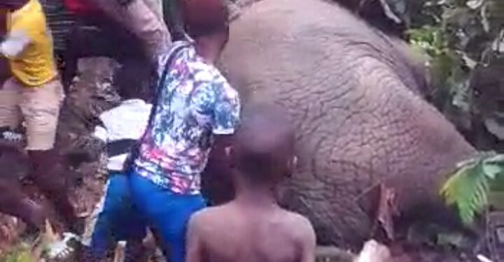 Divo: Un éléphant saoulé après avoir bu 200 litres de koutoukou (vidéo)