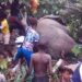 Divo: Un éléphant saoulé après avoir bu 200 litres de koutoukou (vidéo)