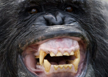 Sipilou: Une femme décède suite à l’agression d’un chimpanzé dans la forêt classée de Yalo