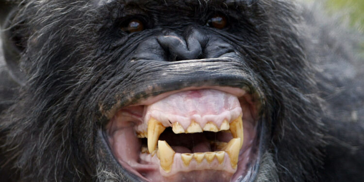 Sipilou: Une femme décède suite à l’agression d’un chimpanzé dans la forêt classée de Yalo