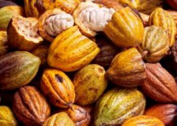 Transformation du cacao : la Côte d’Ivoire attend 217 milliards Fcfa de la Chine