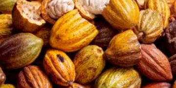 Transformation du cacao : la Côte d’Ivoire attend 217 milliards Fcfa de la Chine
