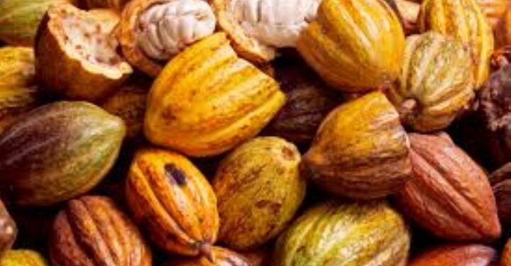 Transformation du cacao : la Côte d’Ivoire attend 217 milliards Fcfa de la Chine