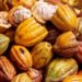 Transformation du cacao : la Côte d’Ivoire attend 217 milliards Fcfa de la Chine