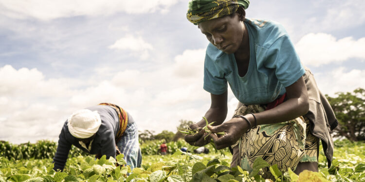 Covid 19/ Sécurité alimentaire en Afrique: La FAO s’inquiète des conséquences sur le continent