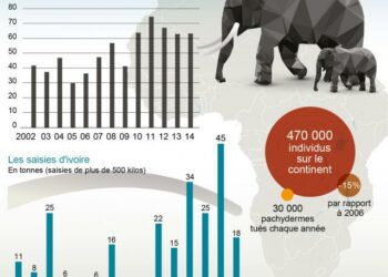 Trafic d’espèces protégées : l’accroissement du trafic illégal de l’ivoire menace la survie de l’espèce